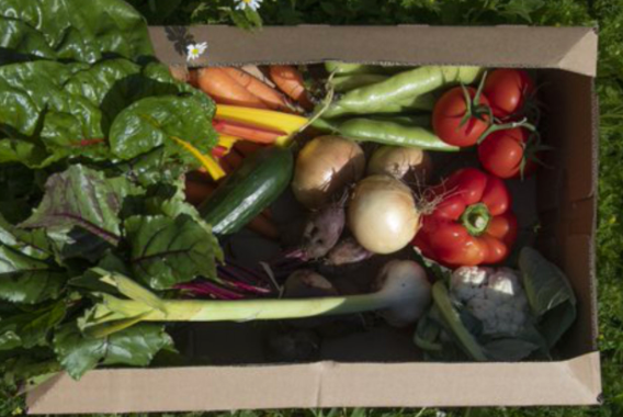 Organic Fruit and Veg Boxes
