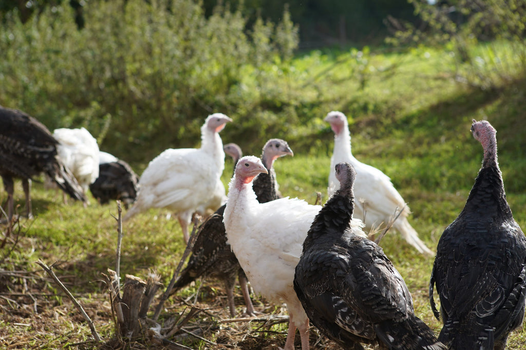 Why Order An Organic Or Free Range Christmas Turkey?