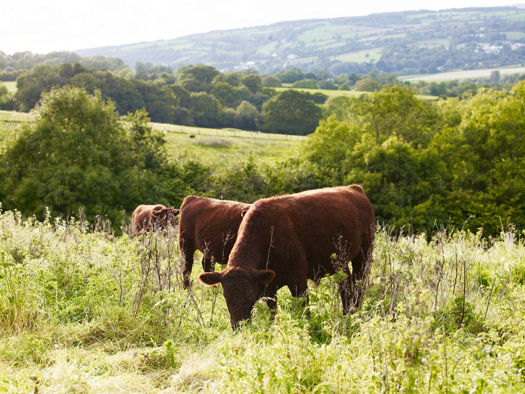 Organic Beef