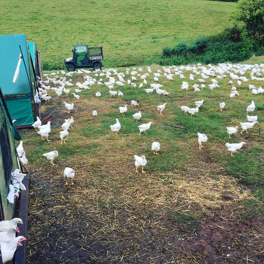 Organic Chicken UK Delivery | High Welfare Poultry – Springfield